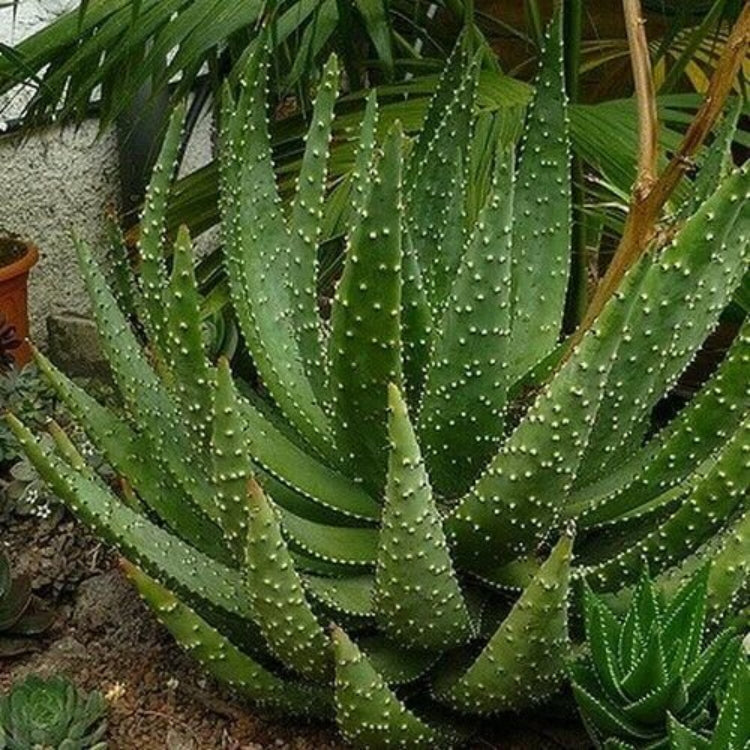 Aloe Aculeata Seeds - Succulent Plant Seeds for Home Gardens