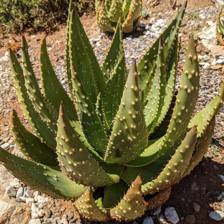 Aloe Aculeata Seeds - Succulent Plant Seeds for Home Gardens