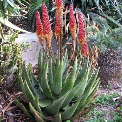 Aloe Aculeata Seeds - Succulent Plant Seeds for Home Gardens