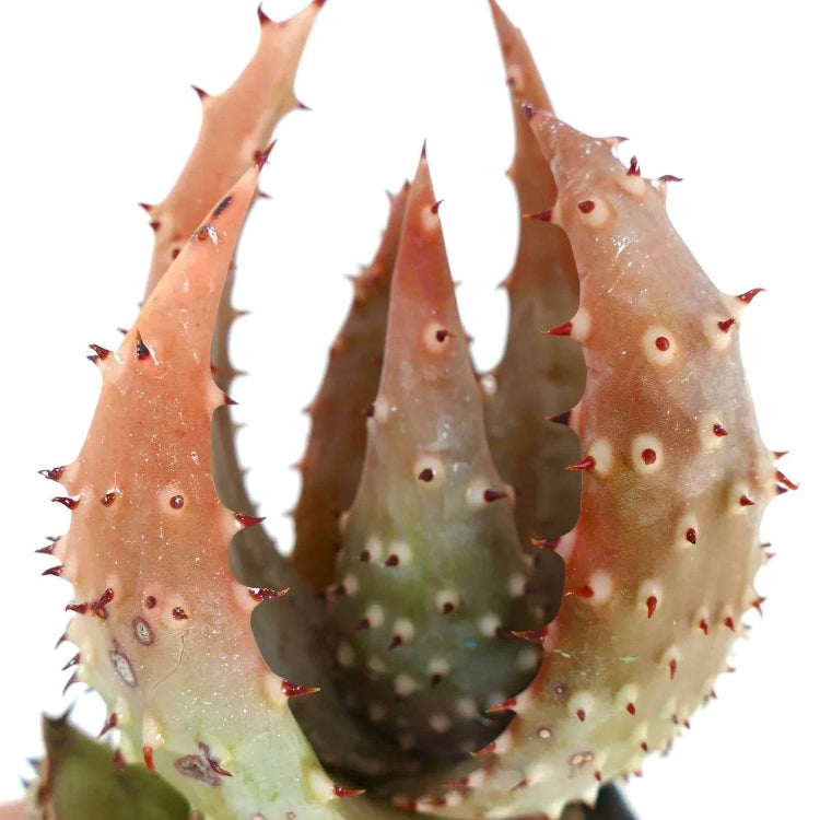 Aloe Aculeata Seeds - Succulent Plant Seeds for Home Gardens