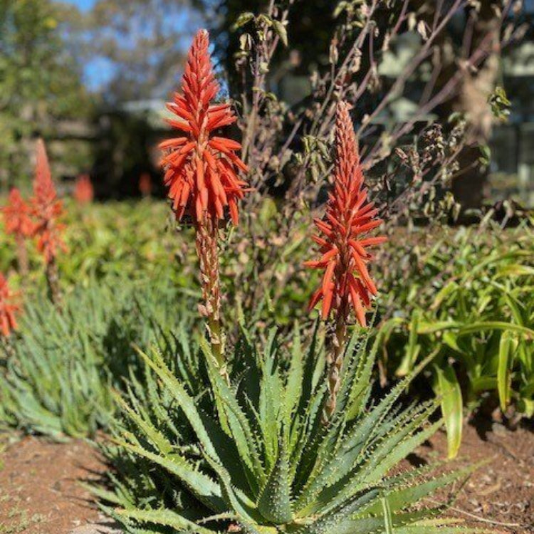 Aloe Arborescens Seeds - Succulent Plant Seeds for Home Gardens