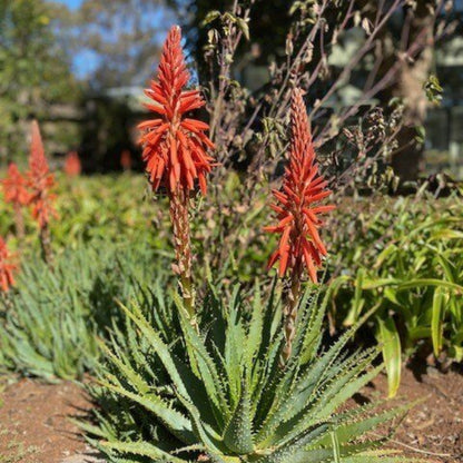Aloe Arborescens Seeds - Succulent Plant Seeds for Home Gardens