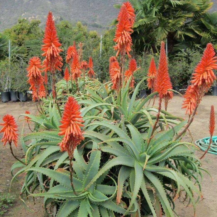 Aloe Arborescens Seeds - Succulent Plant Seeds for Home Gardens