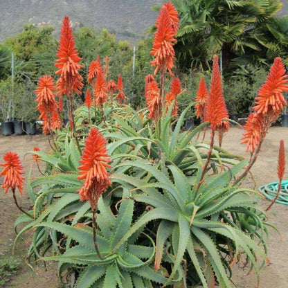 Aloe Arborescens Seeds - Succulent Plant Seeds for Home Gardens