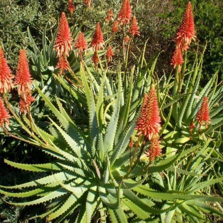 Aloe Arborescens Seeds - Succulent Plant Seeds for Home Gardens