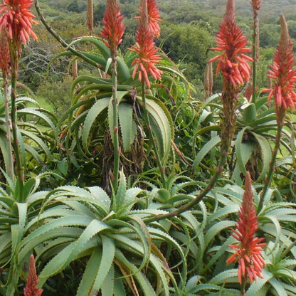 Aloe Arborescens Seeds - Succulent Plant Seeds for Home Gardens