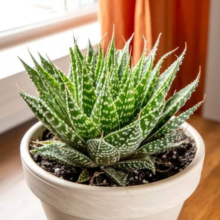 Aloe Aristata Seeds - Succulent Plant Seeds for Home Gardens