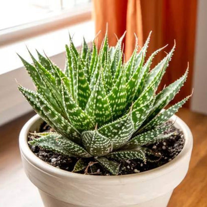 Aloe Aristata Seeds - Succulent Plant Seeds for Home Gardens