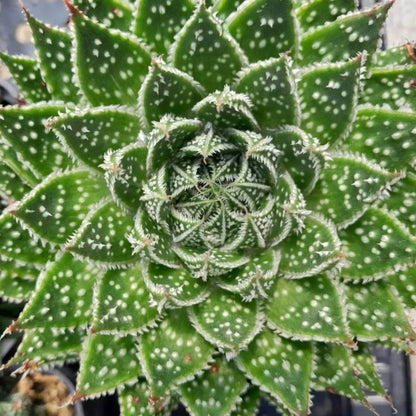 Aloe Aristata Seeds - Succulent Plant Seeds for Home Gardens