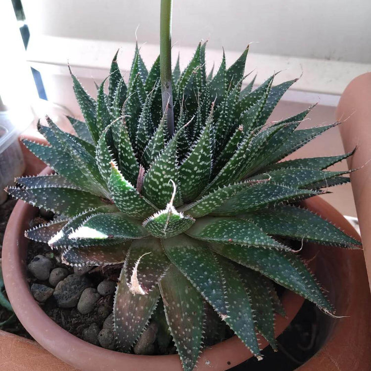 Aloe Aristata Seeds - Succulent Plant Seeds for Home Gardens