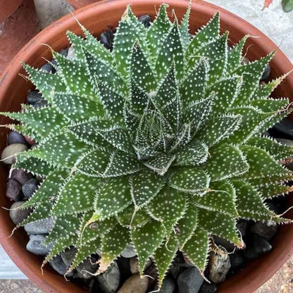 Aloe Aristata Seeds - Succulent Plant Seeds for Home Gardens