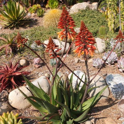 Aloe Barbadensis Seeds - Succulent Plant Seeds for Home Gardens
