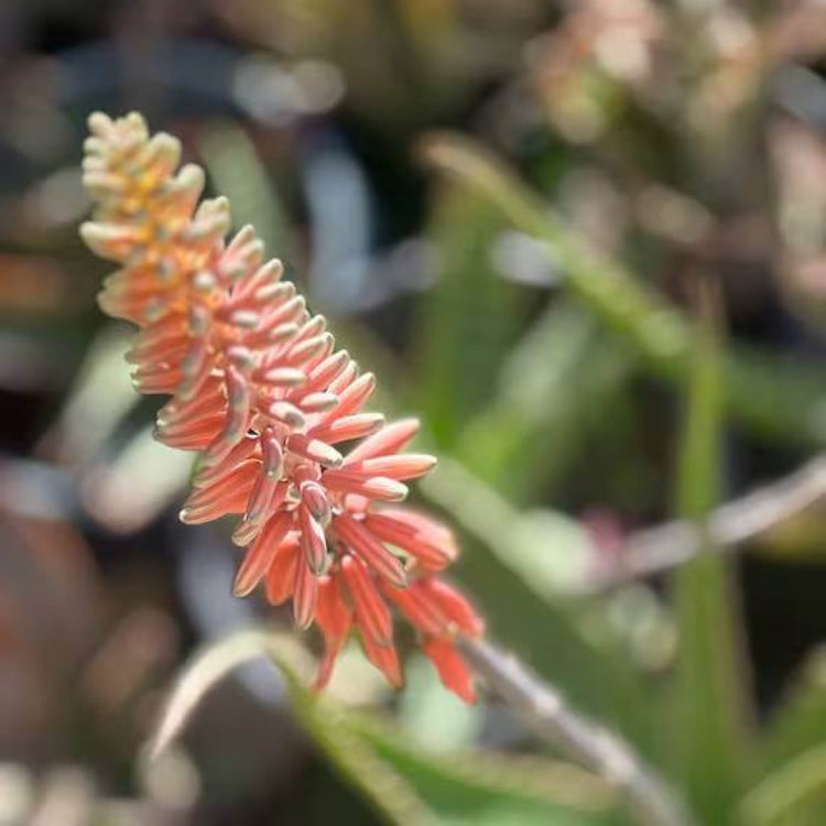 Aloe Barbadensis Seeds - Succulent Plant Seeds for Home Gardens