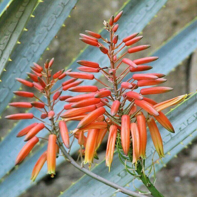 Aloe Barbadensis Seeds - Succulent Plant Seeds for Home Gardens