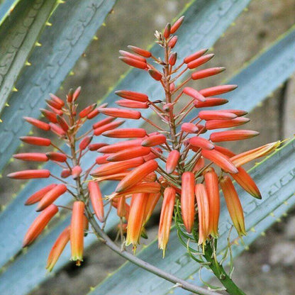 Aloe Barbadensis Seeds - Succulent Plant Seeds for Home Gardens