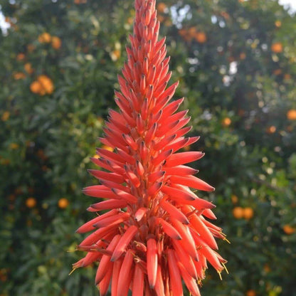 Aloe Barbadensis Seeds - Succulent Plant Seeds for Home Gardens