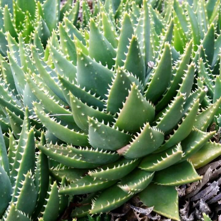 Aloe Brevifolia Seeds - Succulent Plant Seeds for Home Gardens