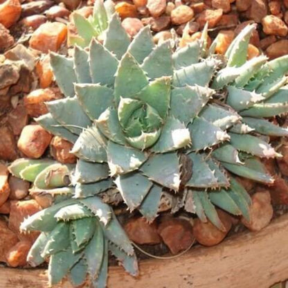 Aloe Brevifolia Seeds - Succulent Plant Seeds for Home Gardens