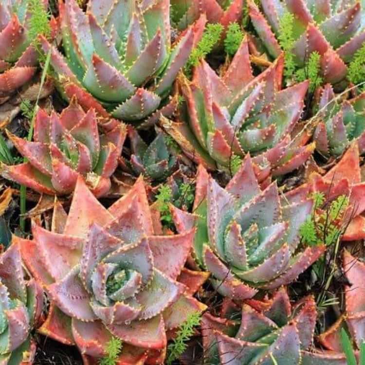 Aloe Brevifolia Seeds - Succulent Plant Seeds for Home Gardens
