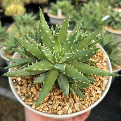 Aloe Brevifolia Seeds - Succulent Plant Seeds for Home Gardens