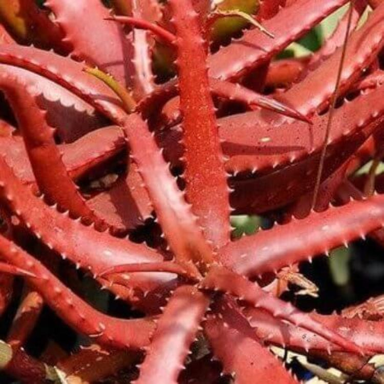 Aloe Cameronii Seeds - Succulent Plant Seeds for Home Gardens
