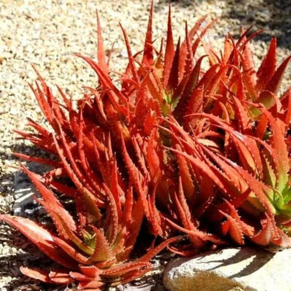 Aloe Cameronii Seeds - Succulent Plant Seeds for Home Gardens