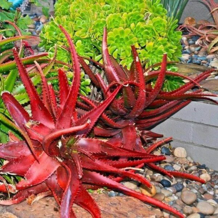 Aloe Cameronii Seeds - Succulent Plant Seeds for Home Gardens
