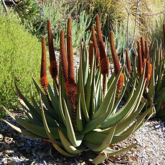 Aloe Castanea Seeds - Succulent Plant Seeds for Home Gardens
