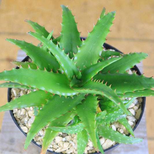 Aloe Dorotheae Seeds - Succulent Plant Seeds for Home Gardens