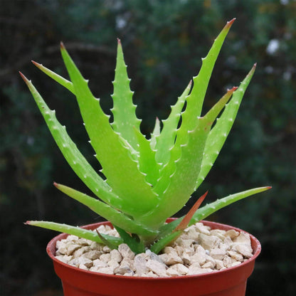 Aloe Dorotheae Seeds - Succulent Plant Seeds for Home Gardens
