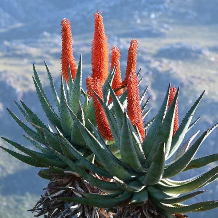 Aloe Ferox Seeds - Succulent Plant Seeds for Home Gardens