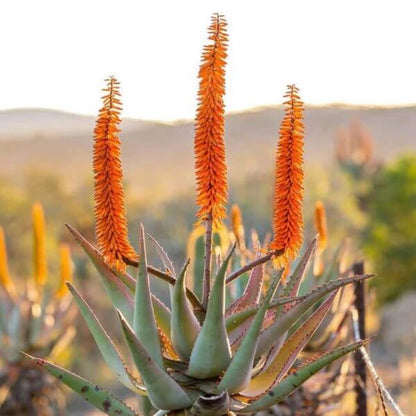 Aloe Ferox Seeds - Succulent Plant Seeds for Home Gardens