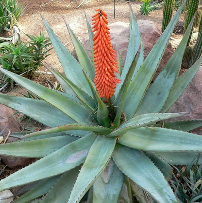 Aloe Ferox Seeds - Succulent Plant Seeds for Home Gardens