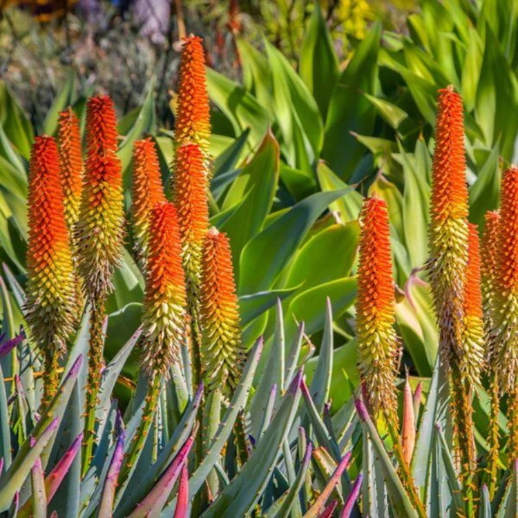 Aloe Ferox Seeds - Succulent Plant Seeds for Home Gardens