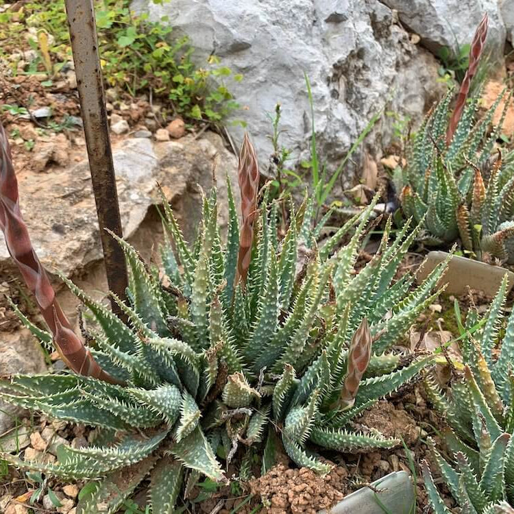 Aloe Humilis Seeds - Succulent Plant Seeds for Home Gardens