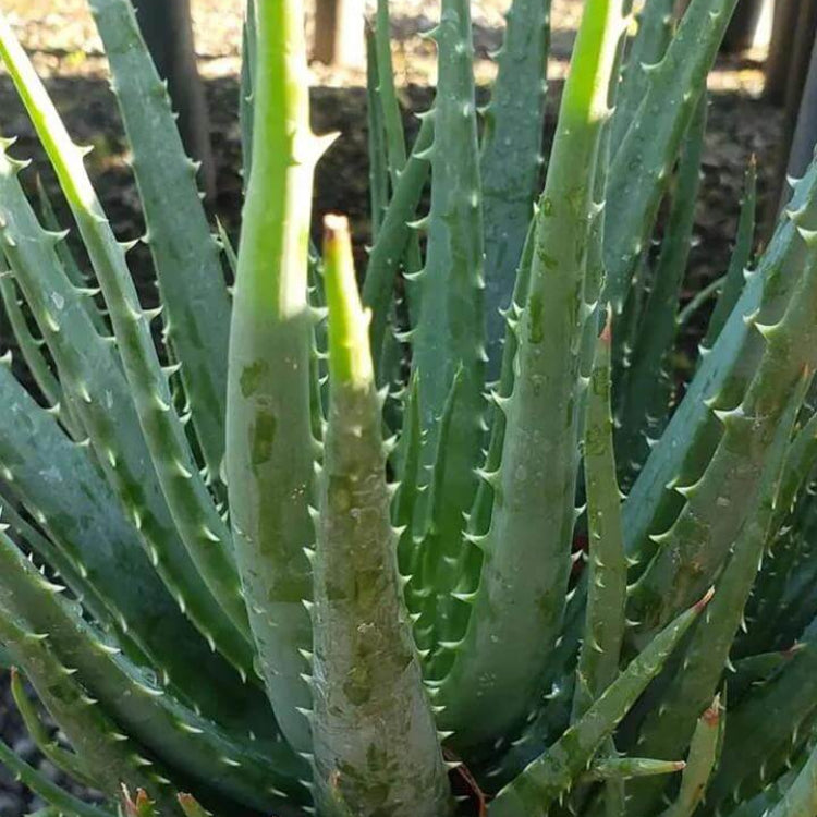 Aloe Humilis Seeds - Succulent Plant Seeds for Home Gardens