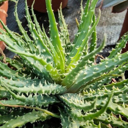 Aloe Humilis Seeds - Succulent Plant Seeds for Home Gardens