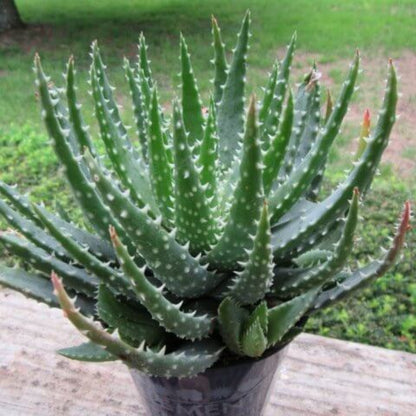 Aloe Humilis Seeds - Succulent Plant Seeds for Home Gardens