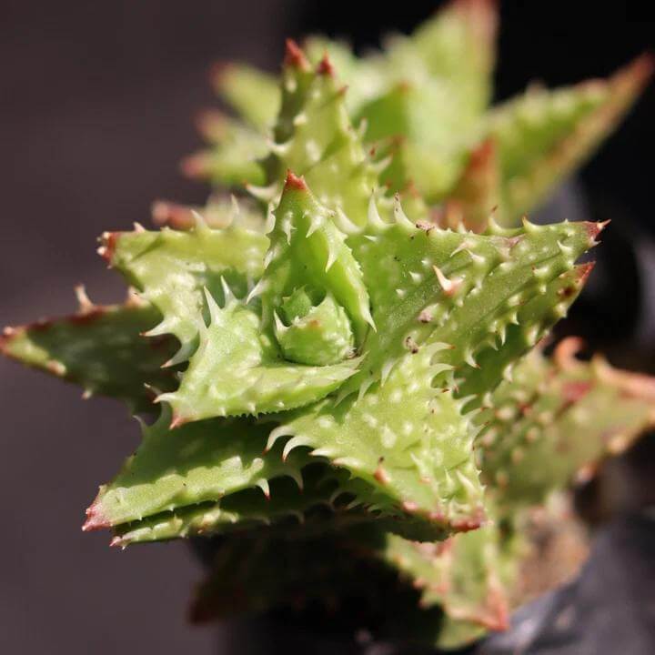 Aloe Juvenna Seeds - Succulent Plant Seeds for Home Gardens
