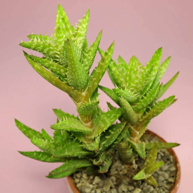 Aloe Juvenna Seeds - Succulent Plant Seeds for Home Gardens