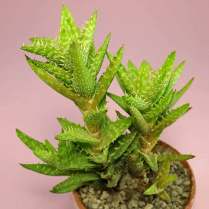 Aloe Juvenna Seeds - Succulent Plant Seeds for Home Gardens