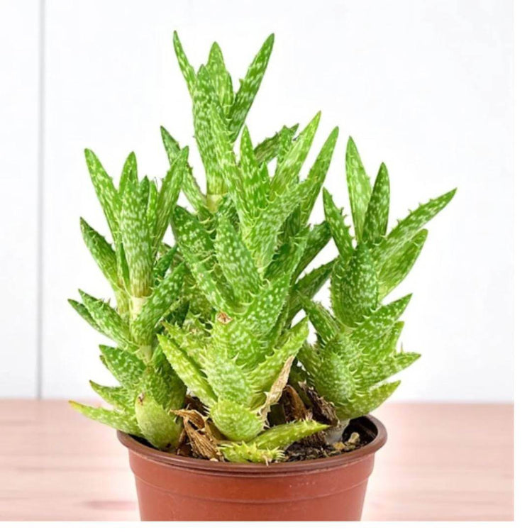 Aloe Juvenna Seeds - Succulent Plant Seeds for Home Gardens