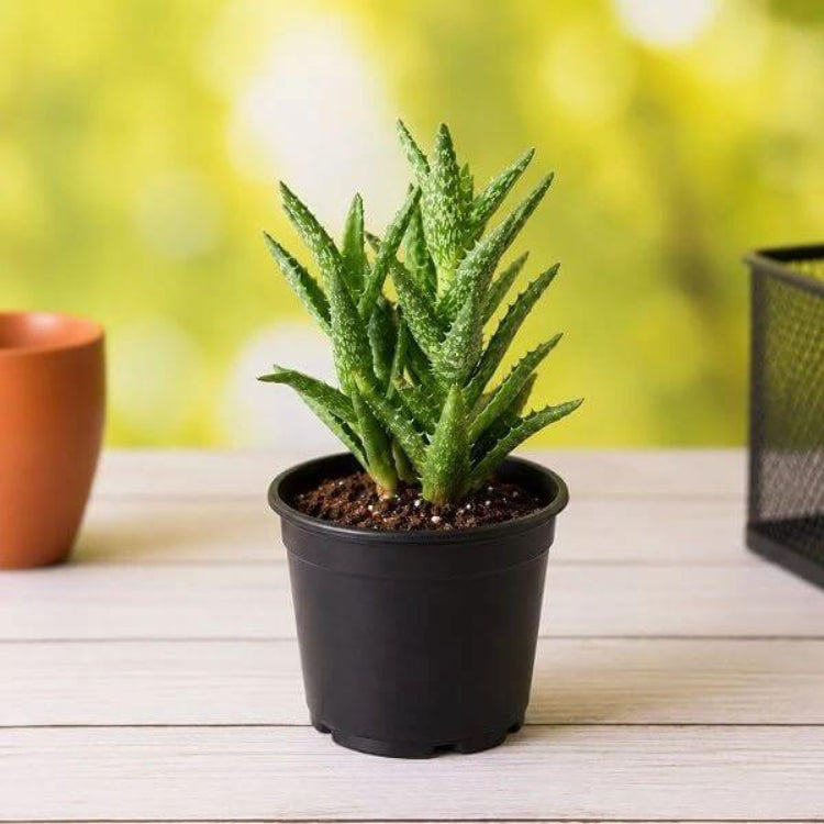 Aloe Juvenna Seeds - Succulent Plant Seeds for Home Gardens