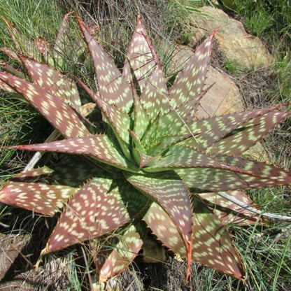 Aloe Maculata Seeds - Succulent Plant Seeds for Home Gardens
