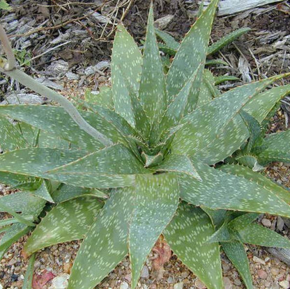 Aloe Maculata Seeds - Succulent Plant Seeds for Home Gardens