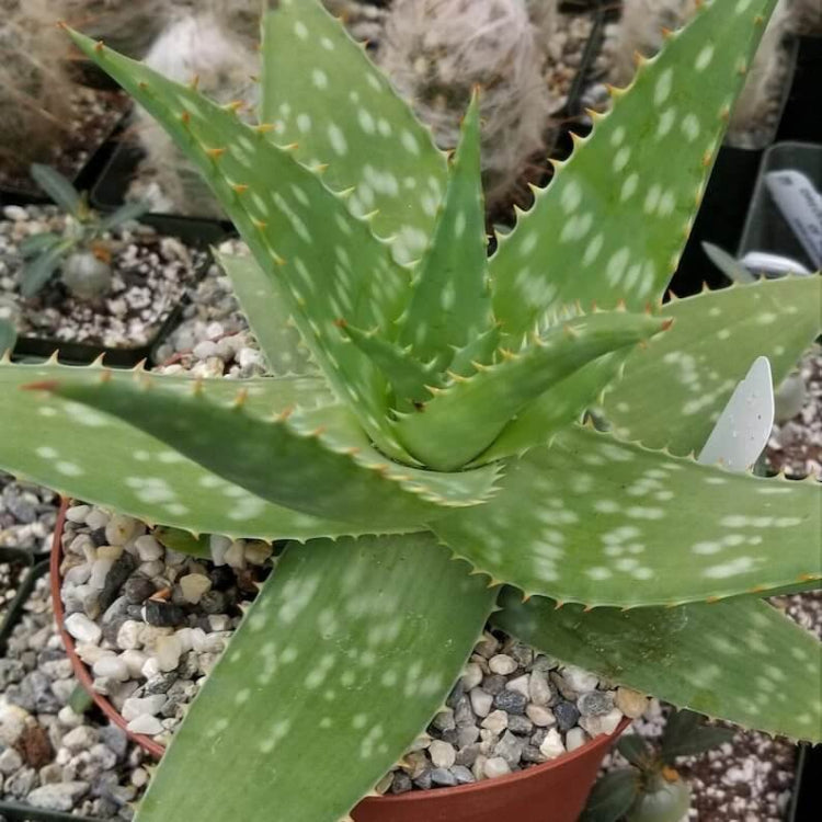 Aloe Maculata Seeds - Succulent Plant Seeds for Home Gardens