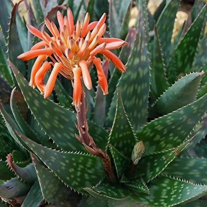 Aloe Maculata Seeds - Succulent Plant Seeds for Home Gardens