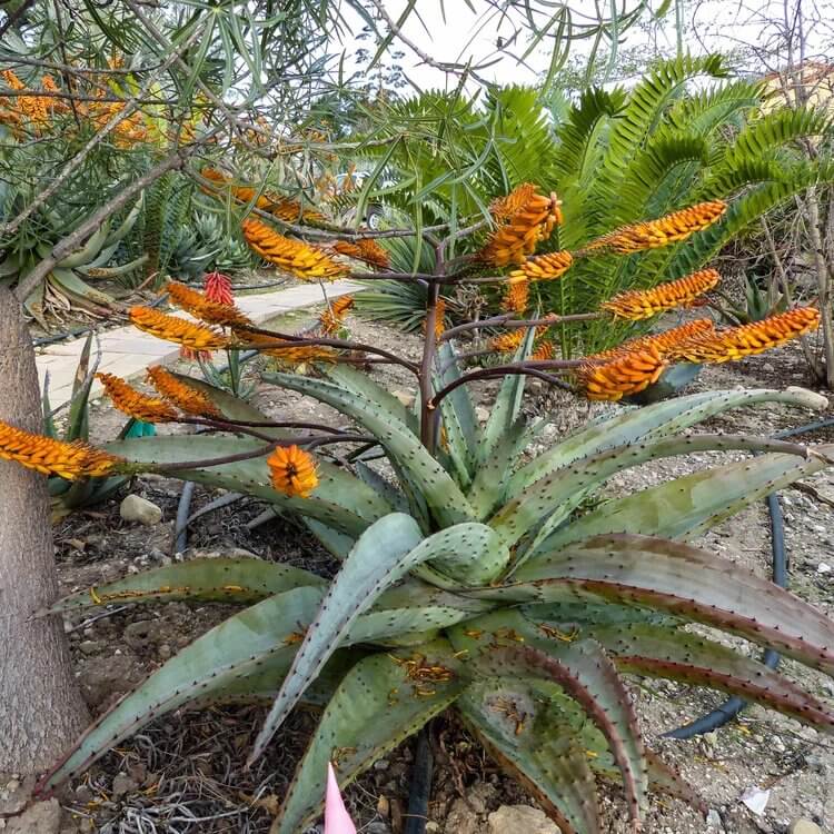 Aloe Marlothii Seeds - Succulent Plant Seeds for Home Gardens