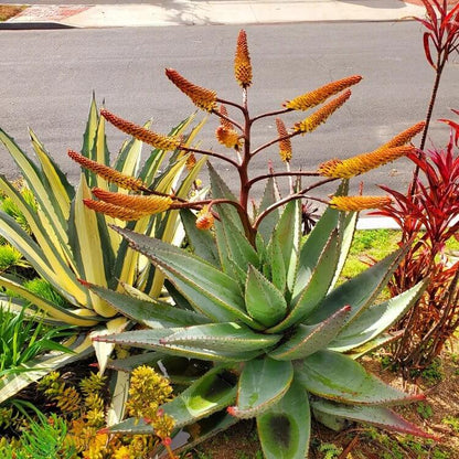 Aloe Marlothii Seeds - Succulent Plant Seeds for Home Gardens