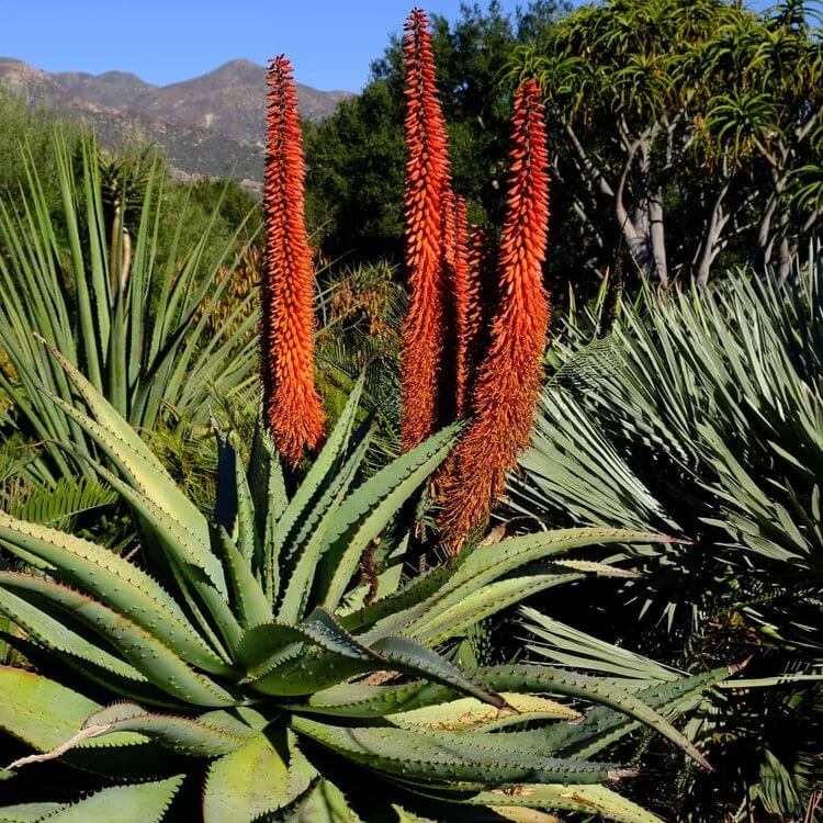 Aloe Marlothii Seeds - Succulent Plant Seeds for Home Gardens